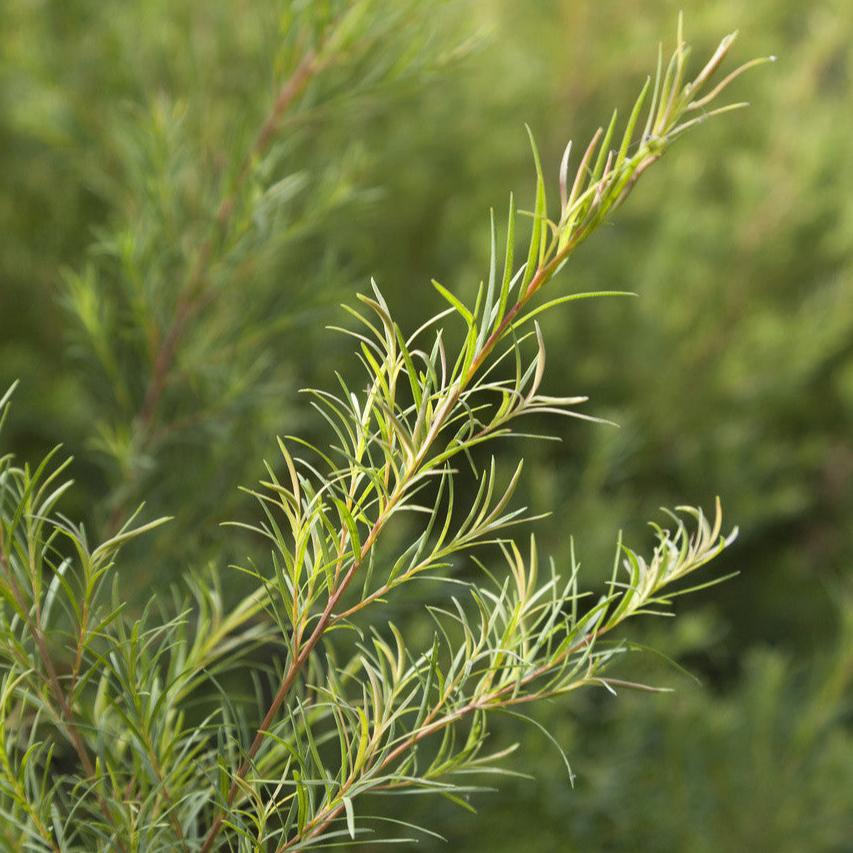 Tea Tree Dream Cream
